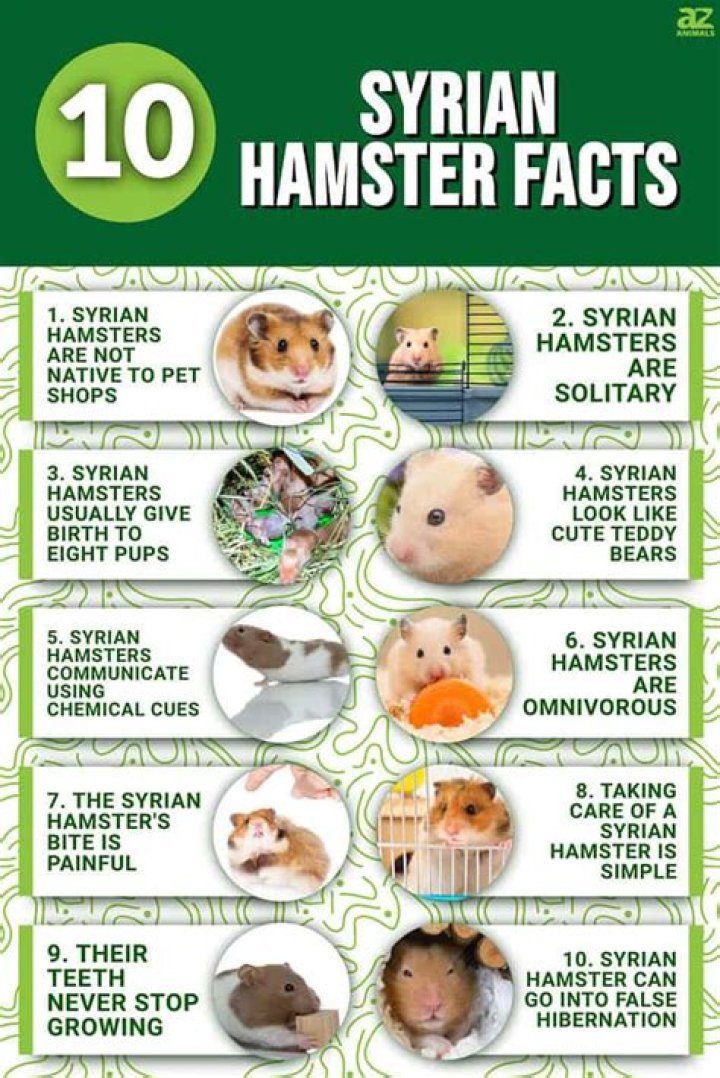 Top 10 Fascinating Facts About X Hamsters: The Ultimate Guide