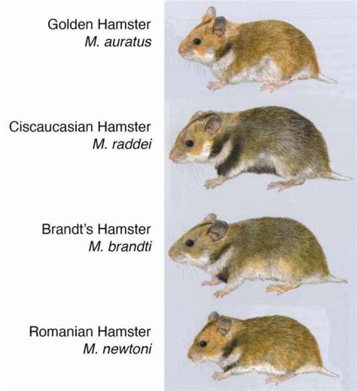 X Hamster History: Unveiling the Fascinating Journey of a Beloved Pet